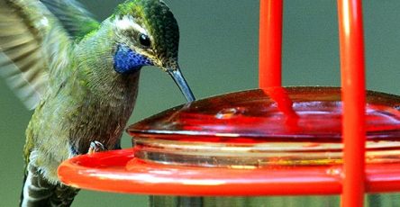 Hummingbird in a hummingbird feeder