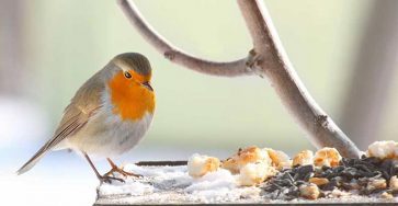 A bird on a bird feeder with a pale green background.