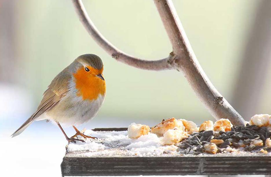 A bird on a bird feeder with a pale green background.