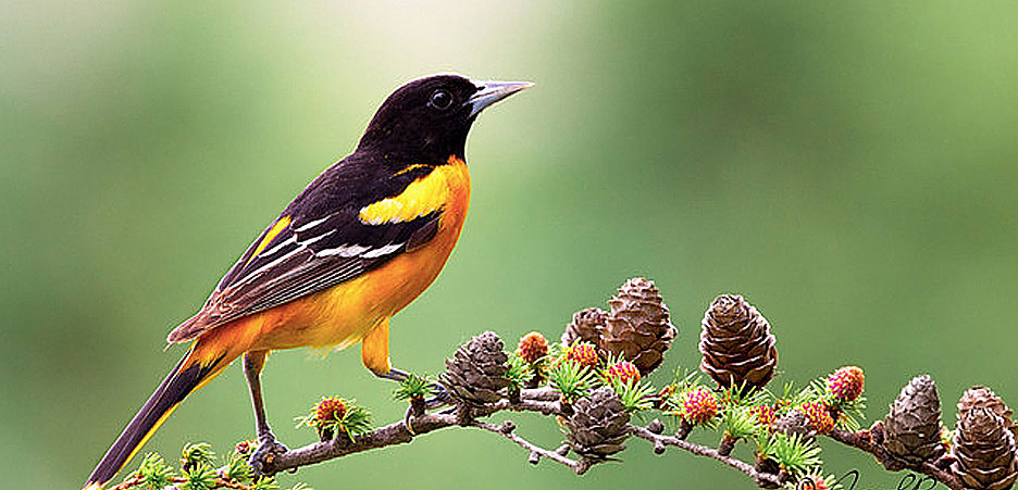 A baltimore bird on a branch with pine cones with a green backdround.