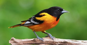 An oriole bird on a branch