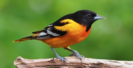 An oriole bird on a branch