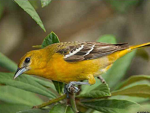 A female oriole bird on a branch.