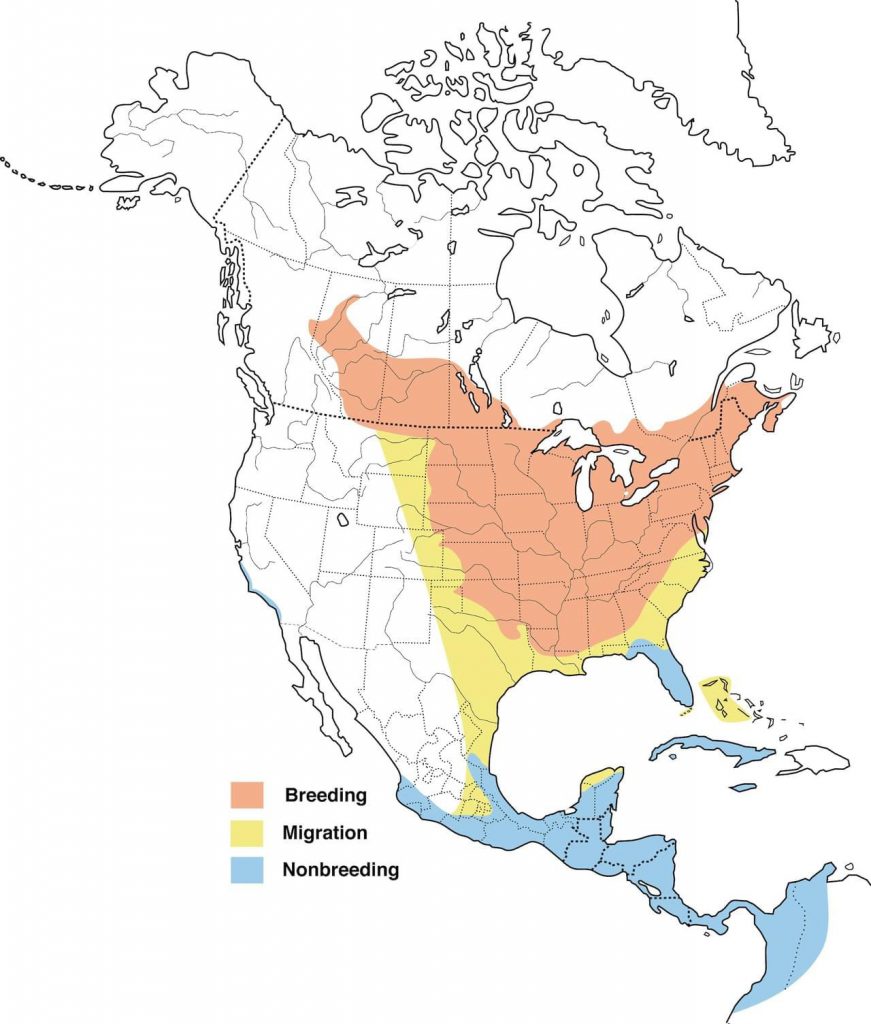 North America map with oriole breeding, migration, and nonbreeding.