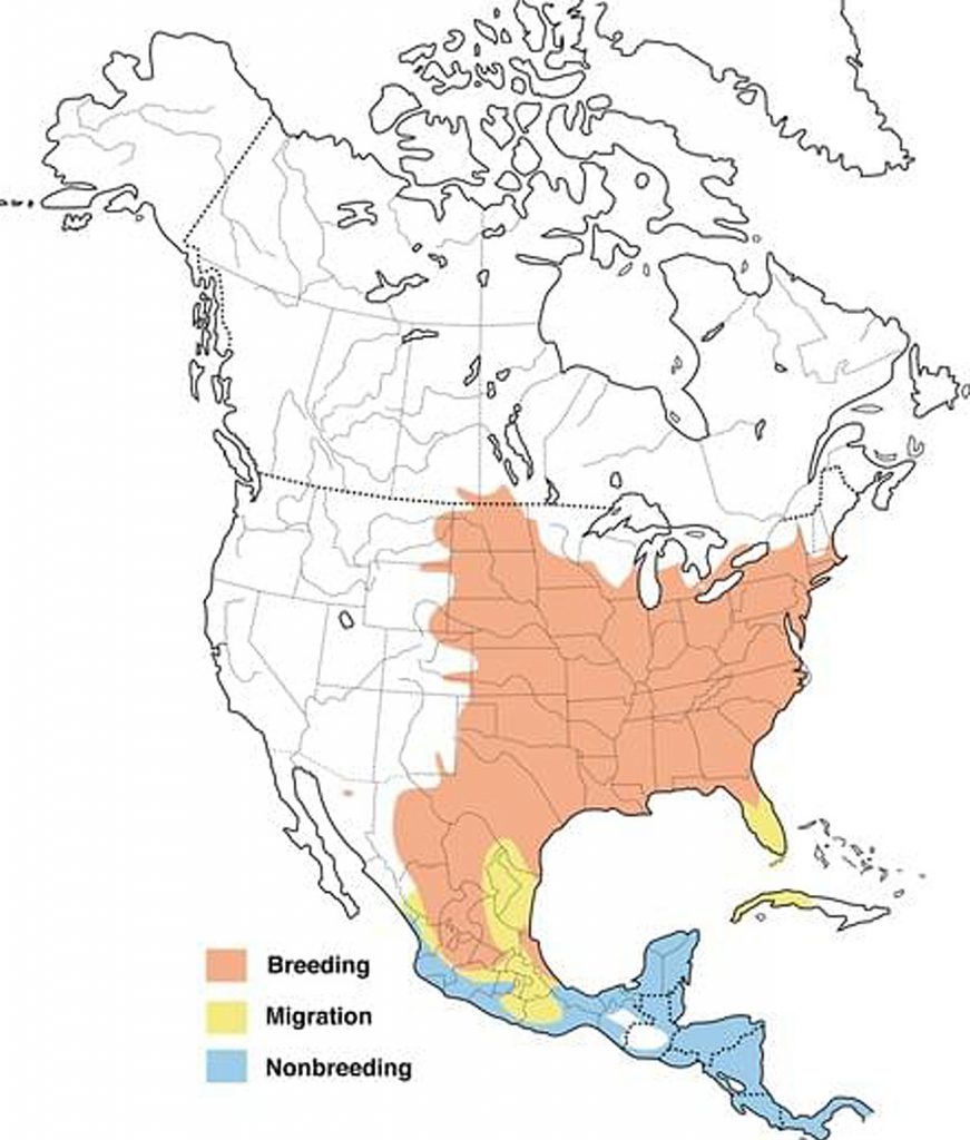 North America map with oriole breeding, migration, and nonbreeding.