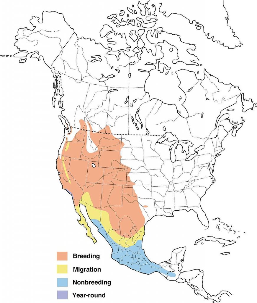 North America map with oriole breeding, migration, and nonbreeding.