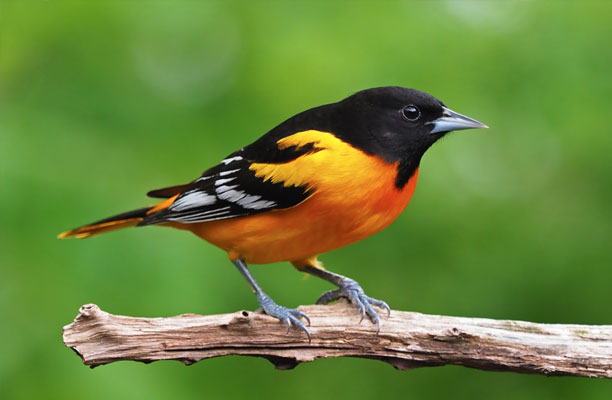 An oriole bird on a branch