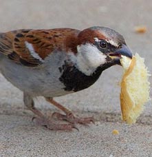 A bird eating bread on the ground.