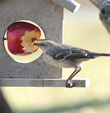 A bird feeding on an apple.