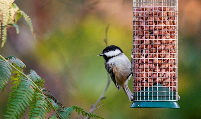 A bird on a bird feeder with peanuts with a green background.