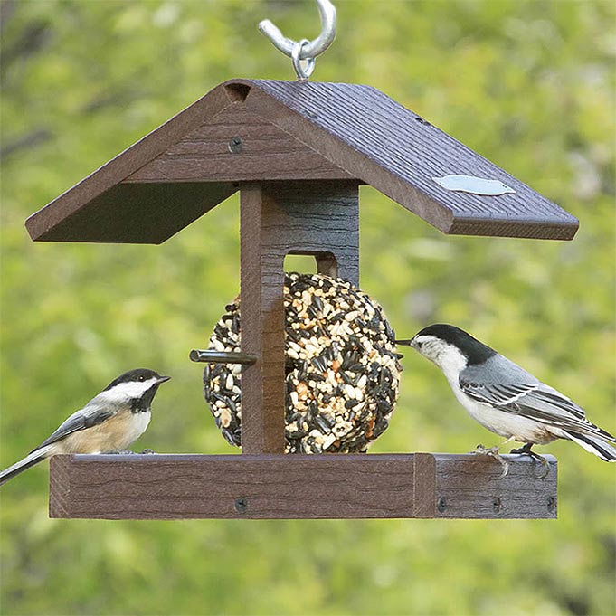 Tho birds feeding on a bird feeder with a green background.