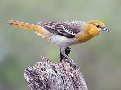 A bullock oriole female on a tree stump.