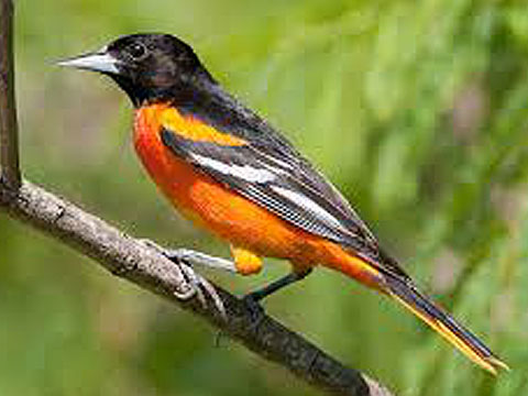 A bullock oriole male on a branch.