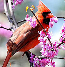 A cardinal on a branch with flowers