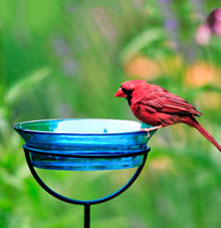 A cardinal on a blue bird bath with a green background