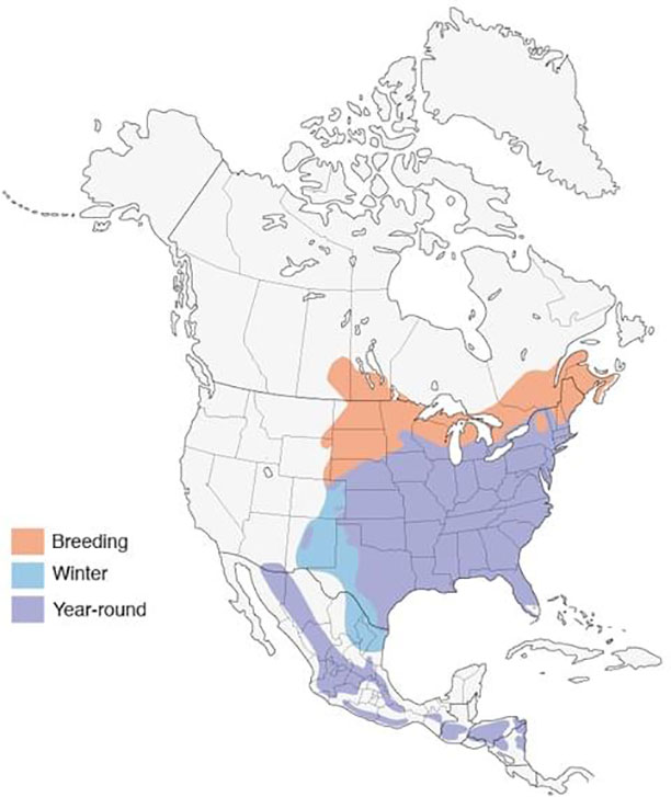 North America map with eastern bluebirds migratory route