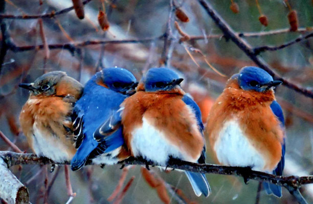 Four bluebirds on a branch.