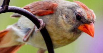 A cardinal on a perch with a green background.