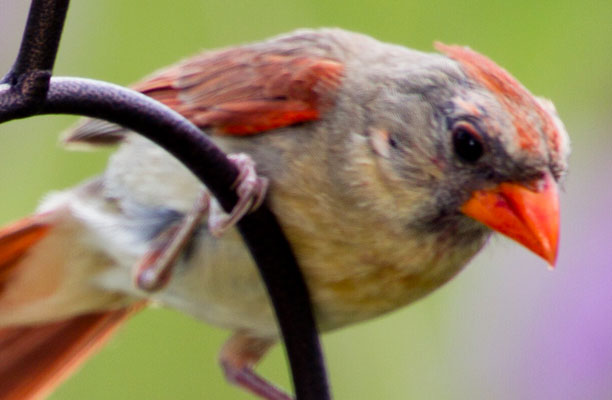 A cardinal on a perch with a green background.