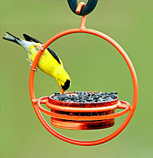 A yellow bird is eating at an orange bird feeder with a green background.