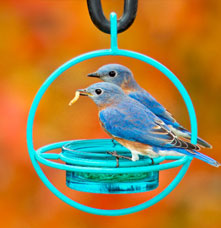 Two bluebirds eating at Humble Bold Bird Feeder