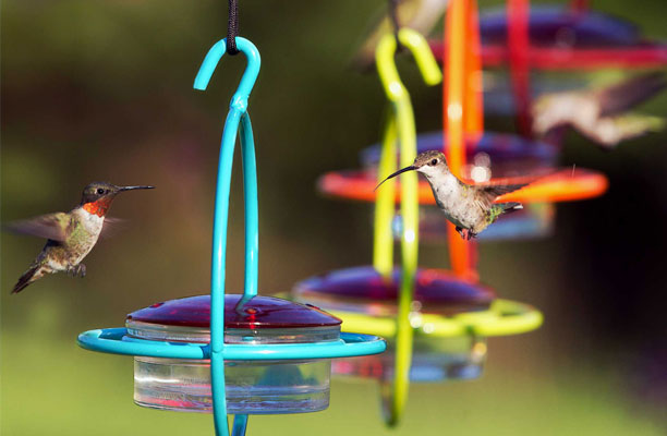 Colorful hummingbird feeders with some hummingbirds.