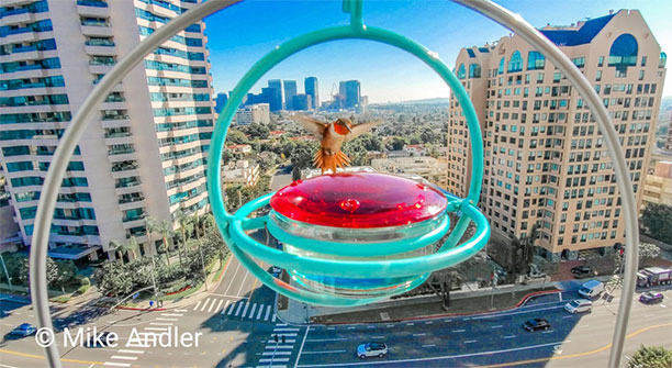 A hummingbird is landing on a hummingbird feeder downtown.