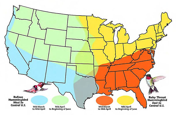 United States hummingbirds migratory map