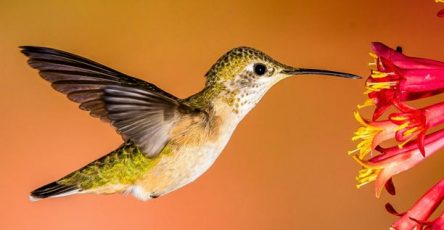 Green hummingbird approaching red and yellow flower