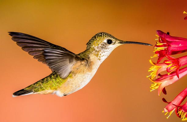 Green hummingbird approaching red and yellow flower