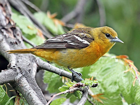 A female yellow orchard oriole on a branch.