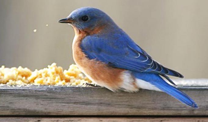 A blue bird eating in a bird feeder with a green background.