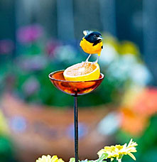 An oriole bird over a half orange on a glass stake bird feeder.