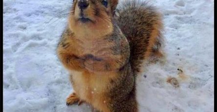 Squirrel standing in the snow asking for food