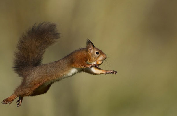 A squirrel is jumping in the air.