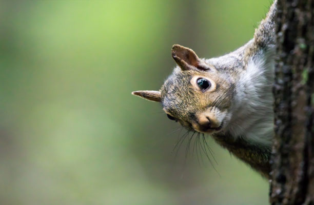 A squirrel on a tree with a green background.