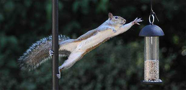 A squirrel trying to reach a bird feeder