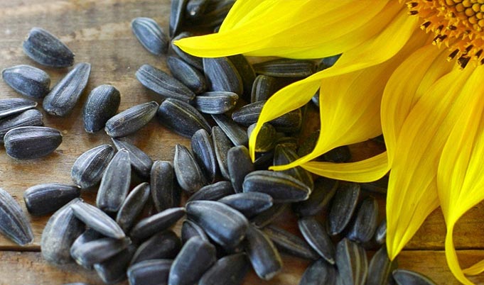 A sunflower and sunflower seeds over a table.