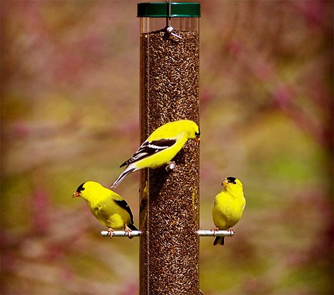 Three yellow birds on a bird feeder.